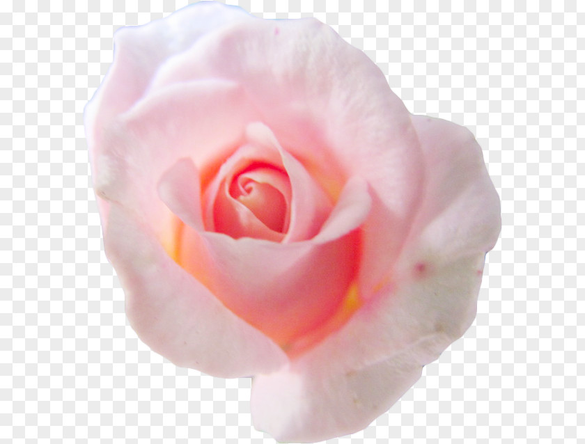 Pink Background Centifolia Roses Flower Petal Garden PNG