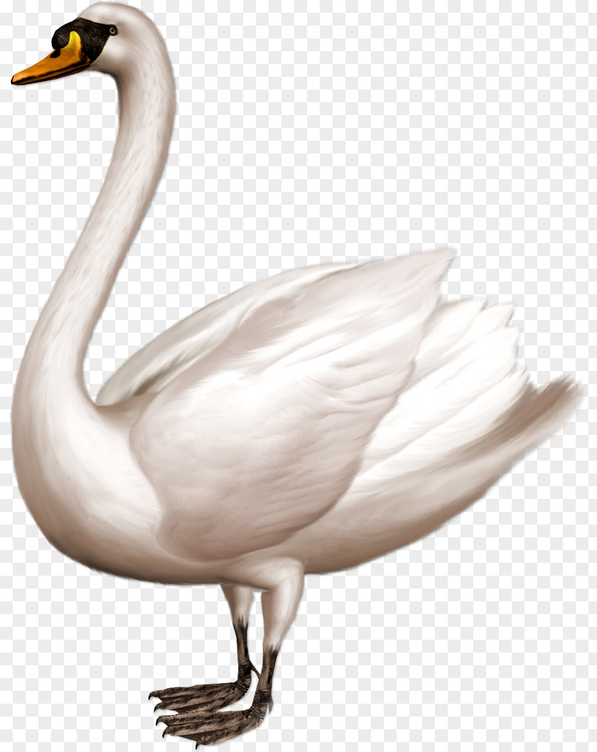 Swan Cygnini Clip Art PNG