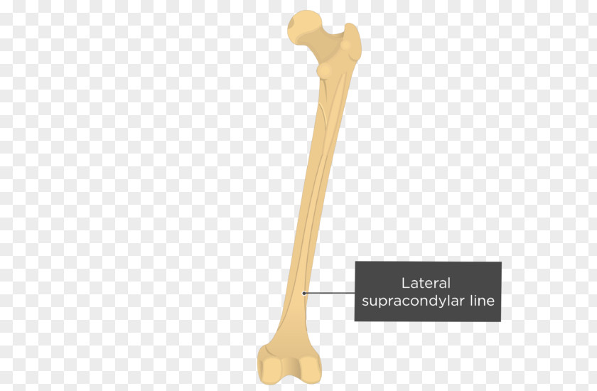 Vertical Line Linea Aspera Medial Condyle Of Femur Gray's Anatomy PNG