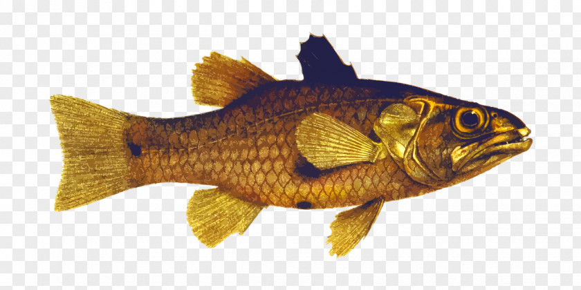 Golden Fish Banggai Cardinalfish Freshwater Clip Art PNG