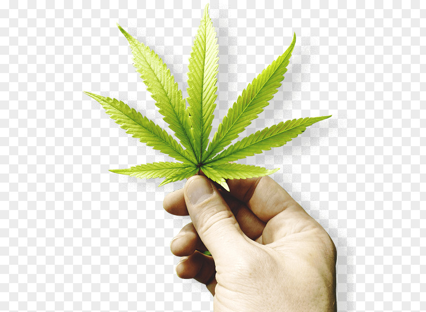 Medical Marijuana Card Hash Oil Cannabis Cannabidiol Dispensary PNG