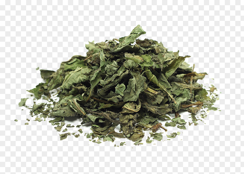 Mint Yogurt Soup Herb Food Drying Tea PNG