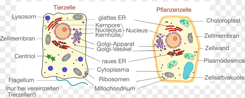 Plant Cell Cèl·lula Animal Biology PNG