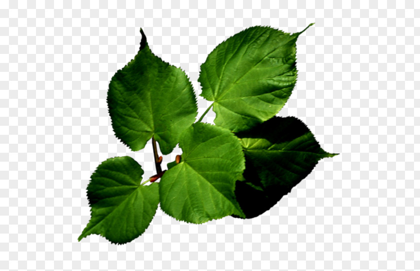 Plant Identification Leaf Presentation Clip Art PNG