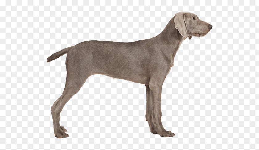 Puppy Weimaraner Dog Breed Plott Hound Pointer German Shepherd PNG