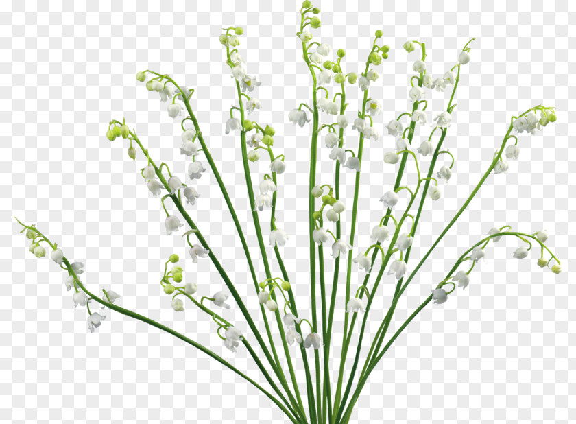 Tubes Lily Of The Valley Cut Flowers Desktop Wallpaper PNG