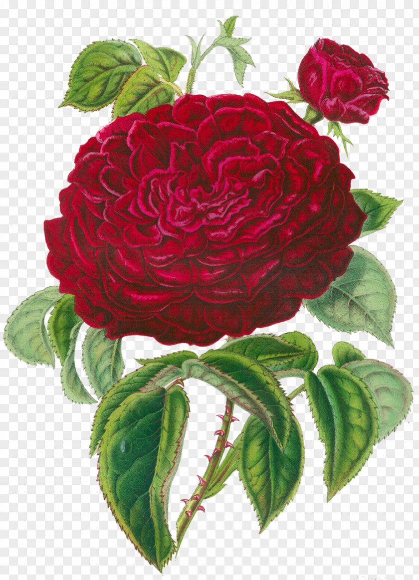 Vintage Floral Centifolia Roses Garden Flower Clip Art PNG