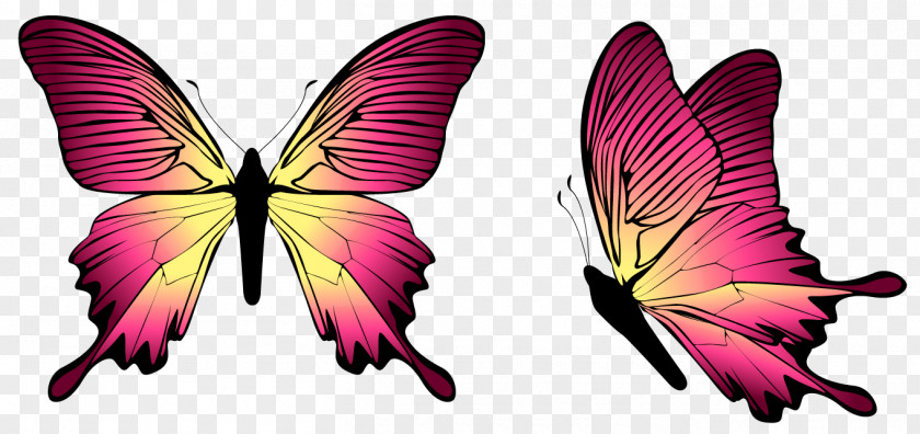 Butterfly Image Blue Clip Art PNG