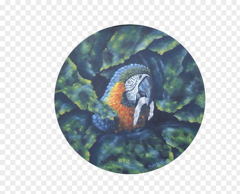 Feather Macaw Fauna Beak PNG