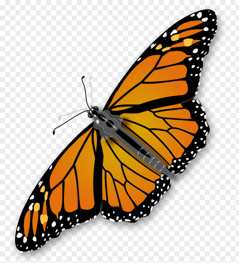 Monarch Butterfly Clipart Insect Clip Art PNG