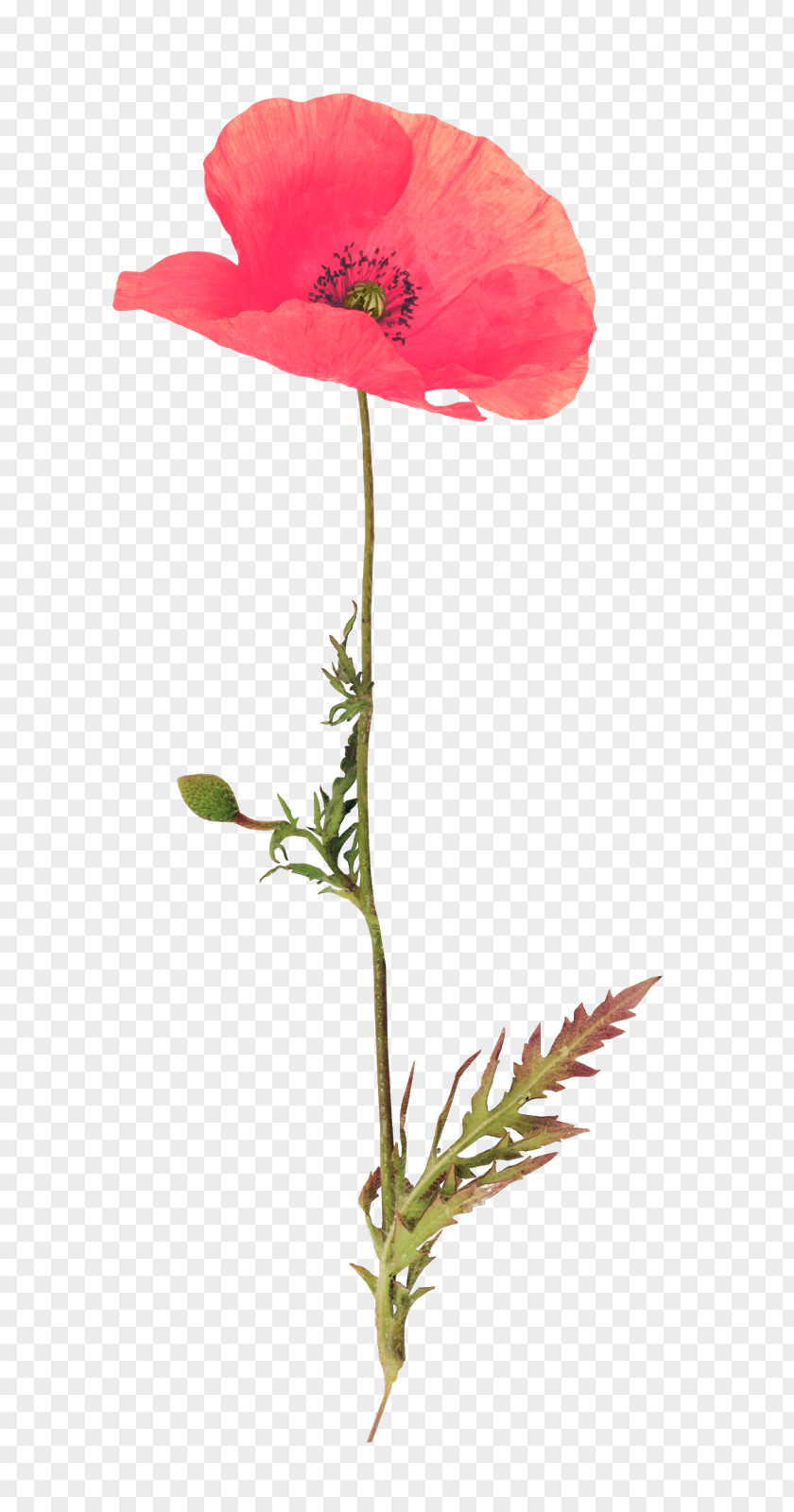 Poppy Red RGB Color Model Adobe Photoshop PNG