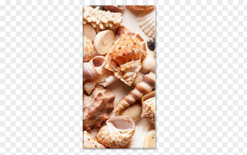 Seashell Stock Photography Conchology Depositphotos Beach PNG