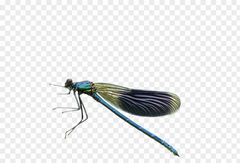 Small Dragonfly Pterygota PNG