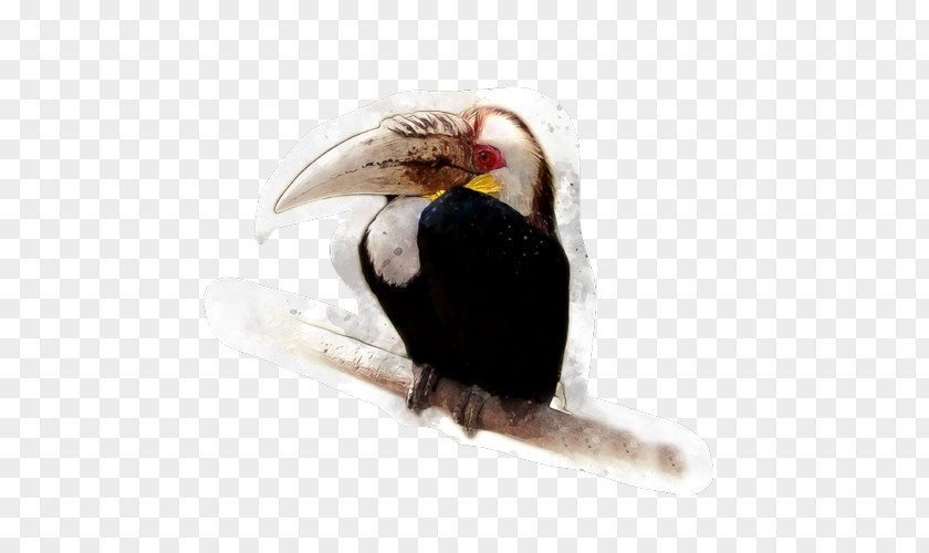 Bird Beak Tropical Rainforest Tropics Stock Photography PNG