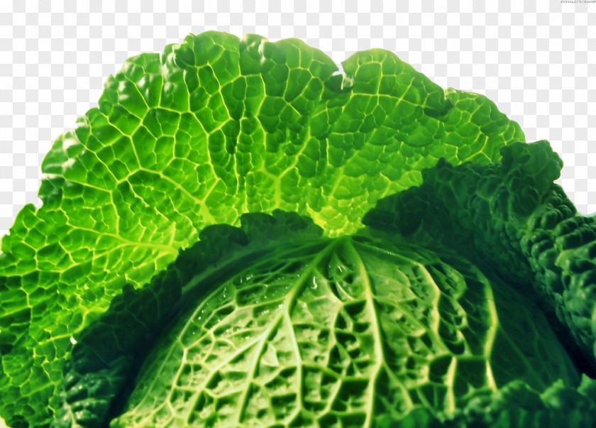 Cabbage Savoy Collard Greens Food Spring PNG