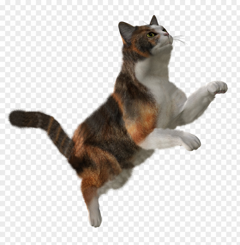 Cat Image, Free Download Picture, Kitten Clip Art PNG