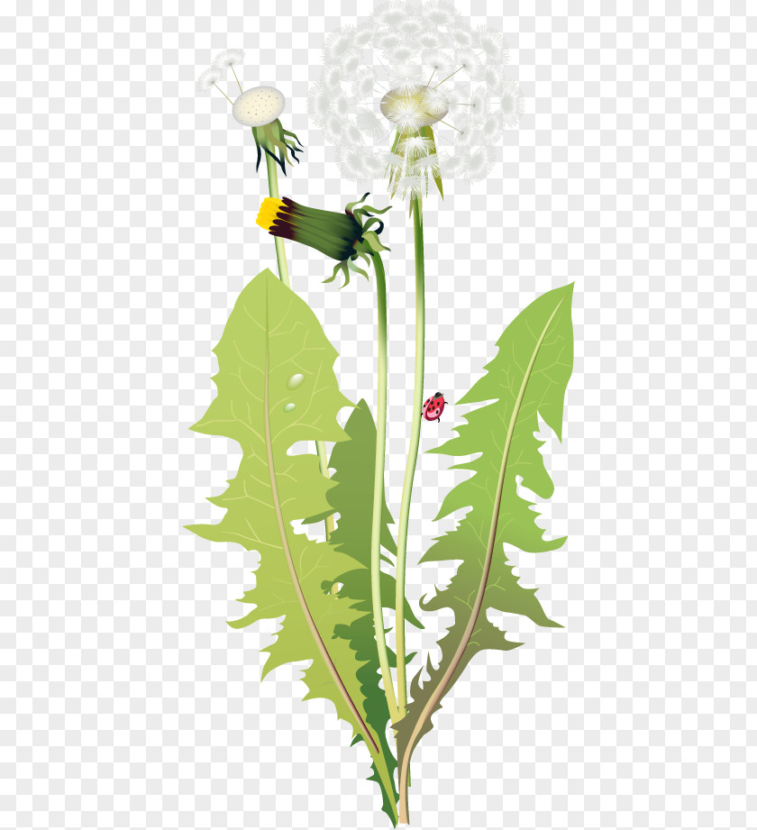 Dandelion Flower PNG