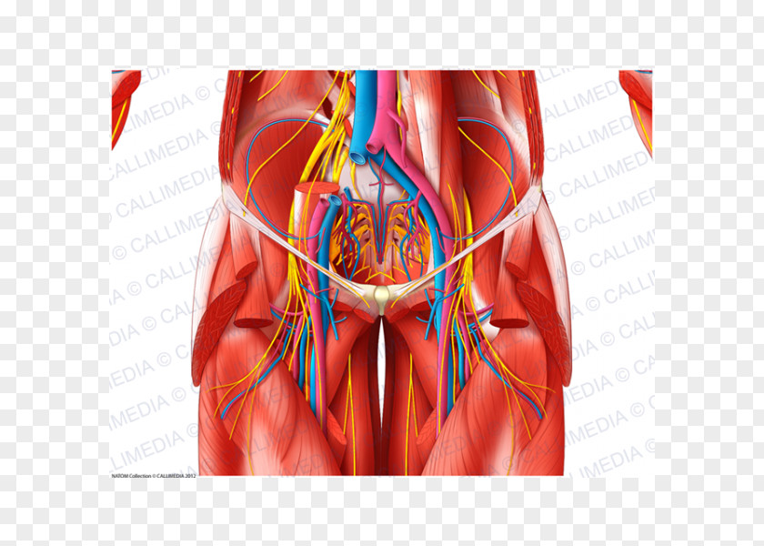 Pelvic Blood Vessel Anatomia Y Fisiologia Muscle Pelvis Nerve PNG