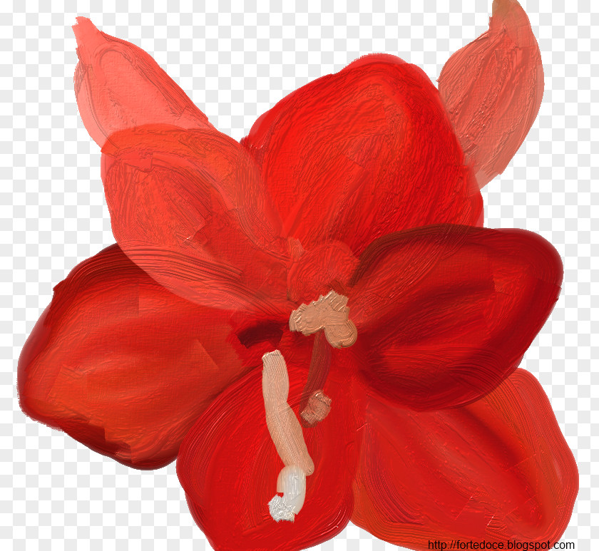 Vaso De Planta Amaryllis Cut Flowers Bulb Plant PNG