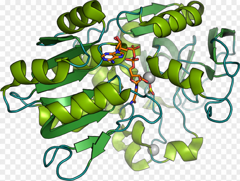 Biocatalysis Enzyme Chemistry Microorganism PNG
