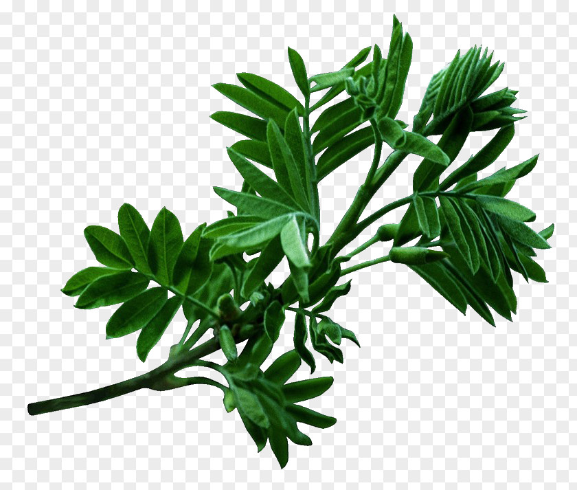 Cinquefoil Parsley Family Tree Background PNG