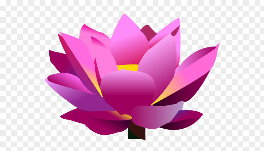 Flower Nelumbo Nucifera Drawing PNG