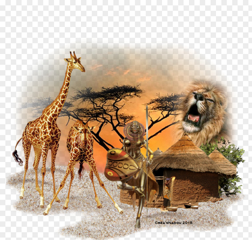 Giraffes Lion Northern Giraffe Hit Single Wildlife PNG