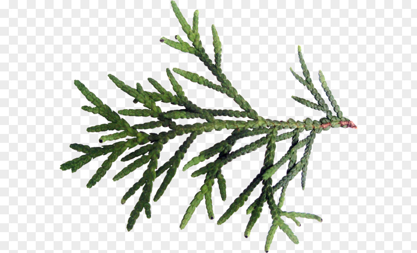 Leaf Spruce Fir Twig Plant Stem PNG