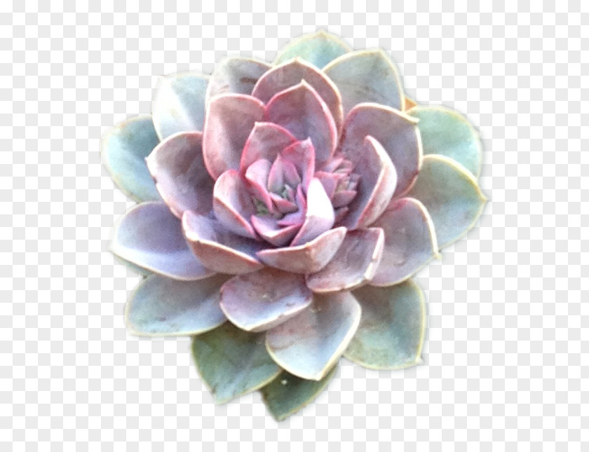 Suculent Organic Food The Fresh Herb Co. Succulent Plant PNG