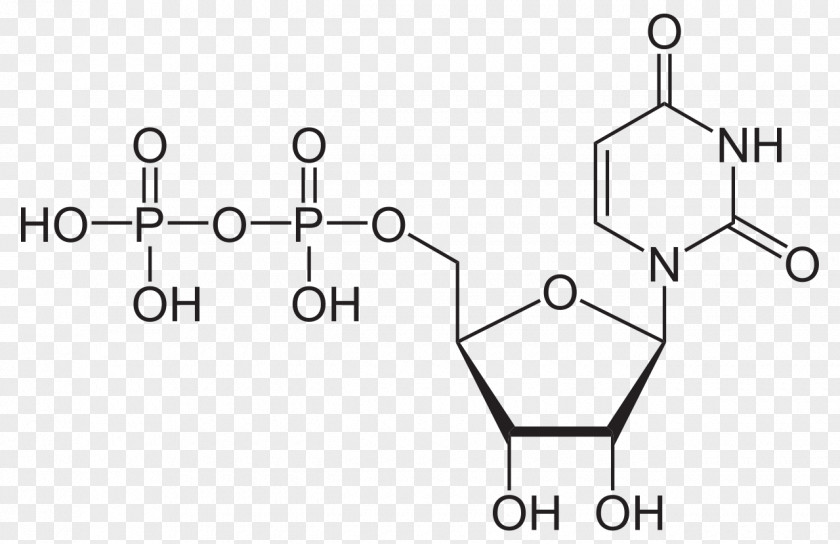 Uridine Triphosphate Nucleotide Diphosphate Monophosphate PNG