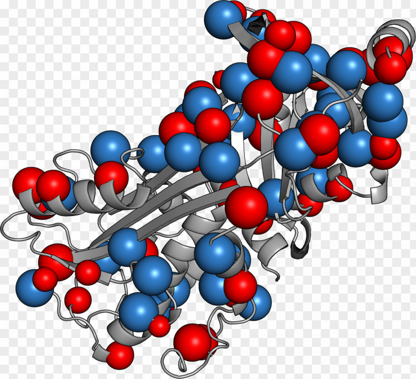 Coarse Grains Ovalbumin Egg Cell Protein PNG