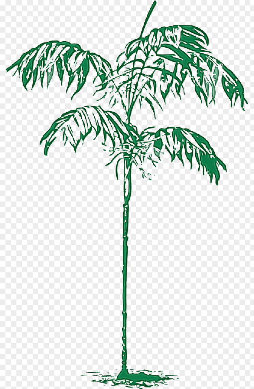Flowerpot Vascular Plant Palm Tree Leaf PNG