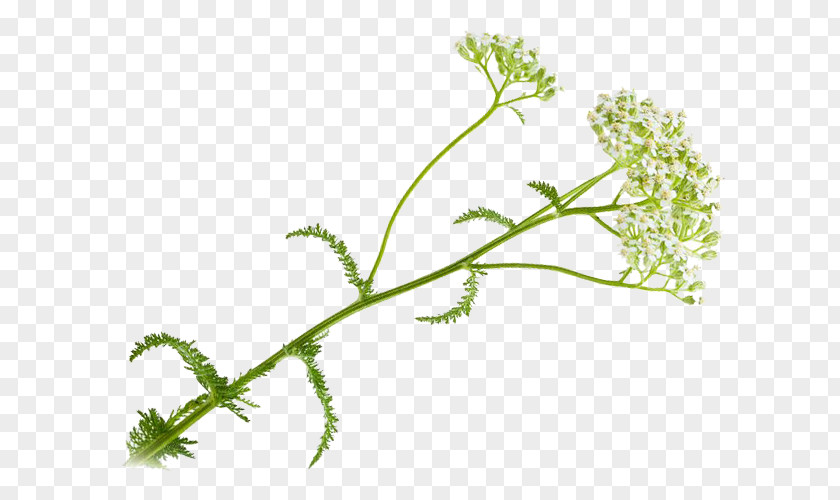 Leaf Vegetable Grasses Herbalism PNG
