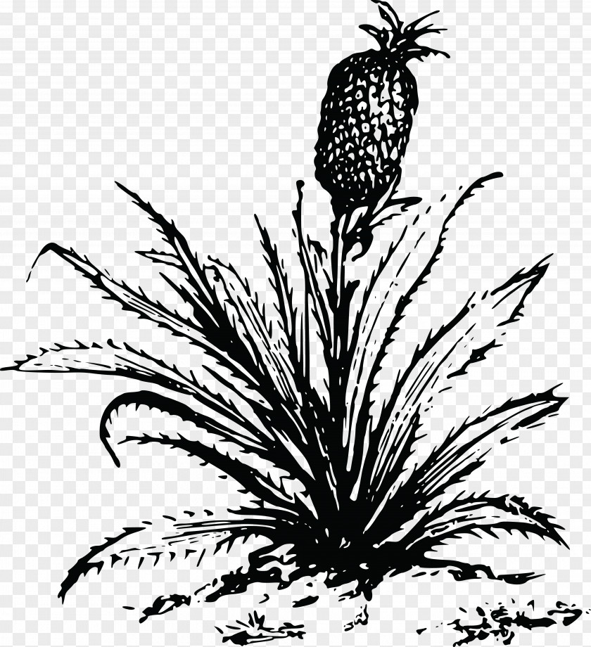 Pineapple Drawing Clip Art PNG