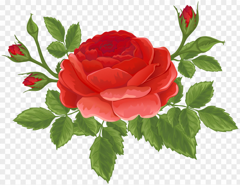 Red Rose With Buds Clip Art Image Garden Roses Centifolia Rosa Chinensis Cruz Ramirez PNG