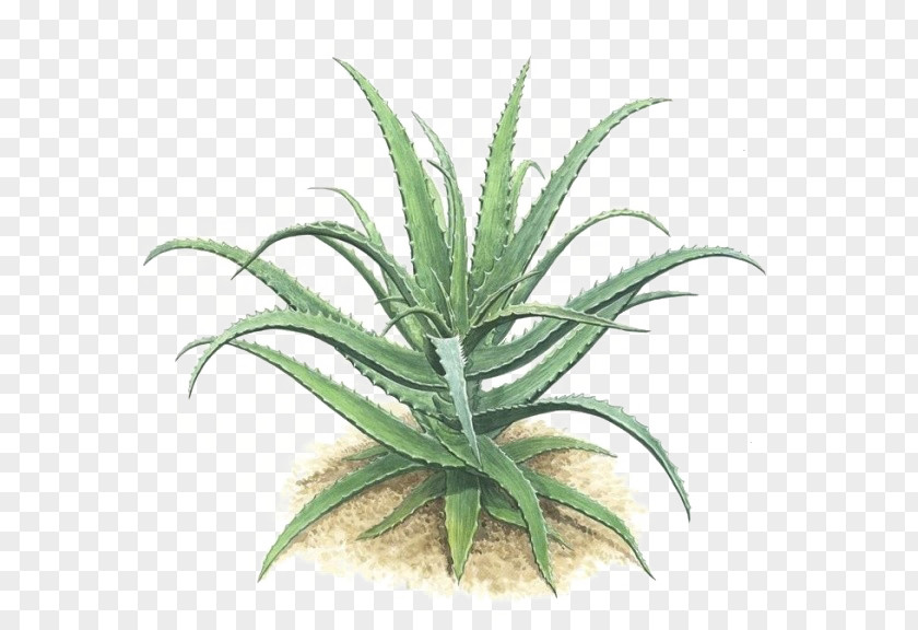 Aloe Vera Plant Green Gel PNG