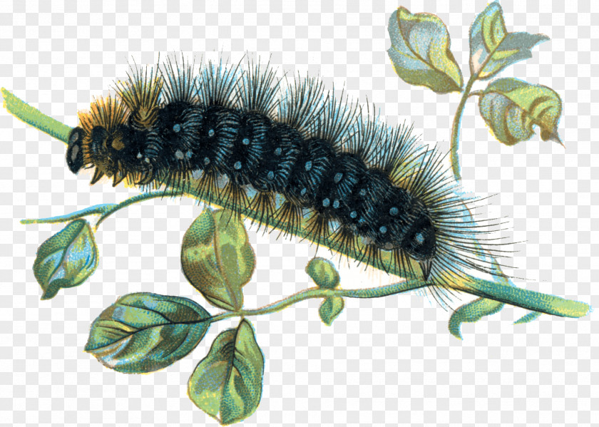 Caterpillar Clip Art PNG