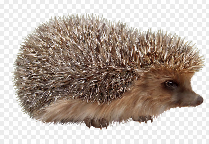 Cute Hedgehog Domesticated European PNG