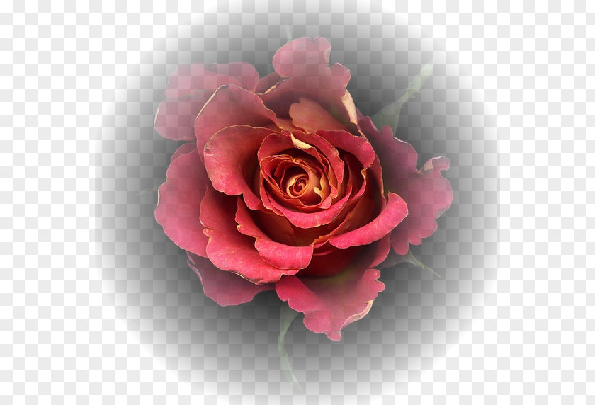 цветы акварель Garden Roses Cut Flowers Cabbage Rose Photography PNG