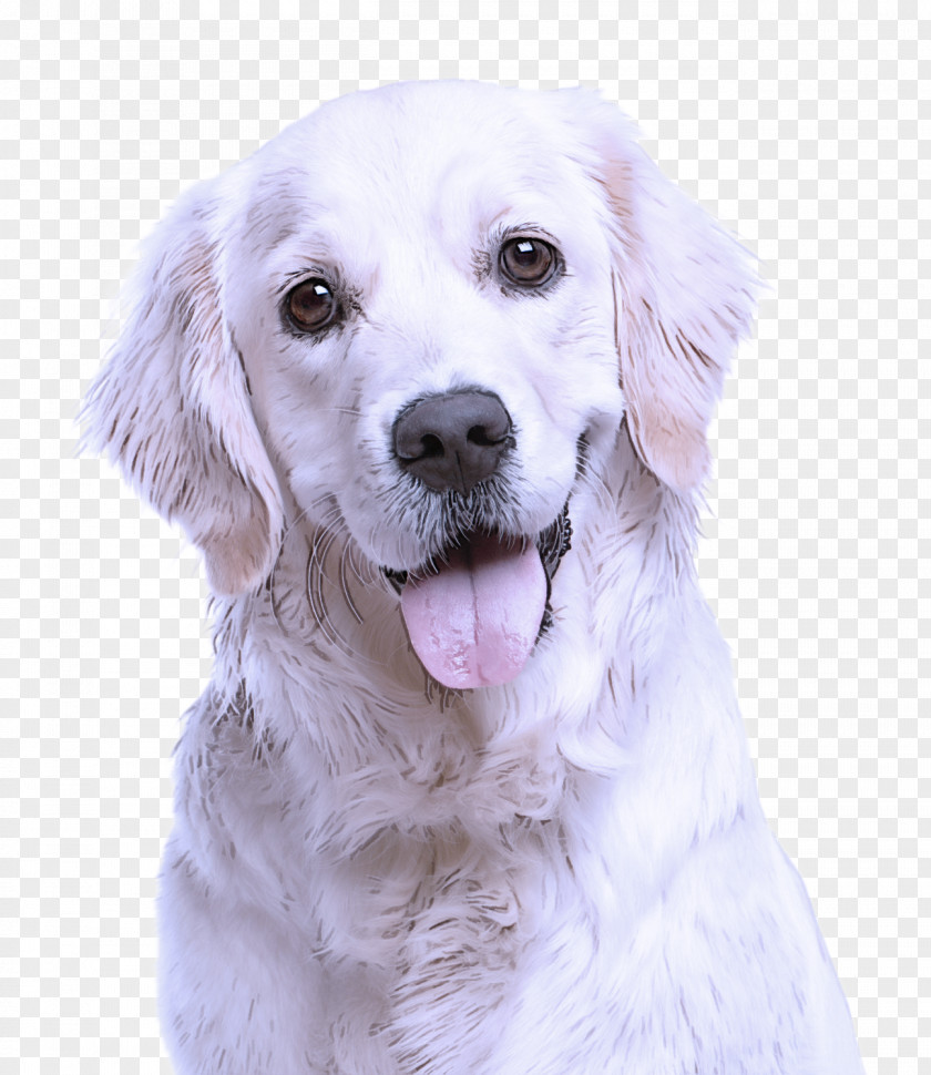 Great Pyrenees Retriever Dog Breed White Golden PNG
