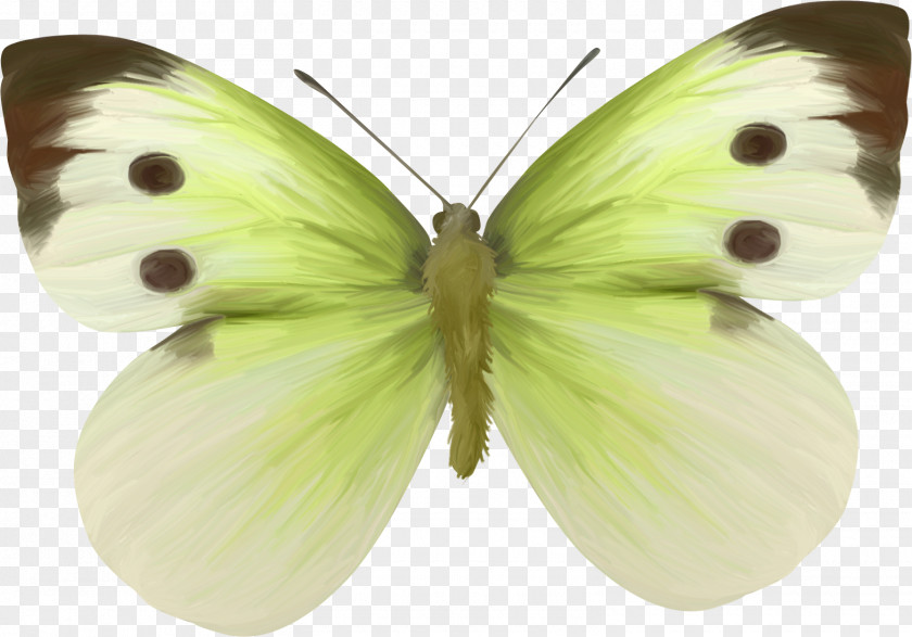 Guanyin Jade Clouded Yellows Brush-footed Butterflies Pieridae Moth Clip Art PNG