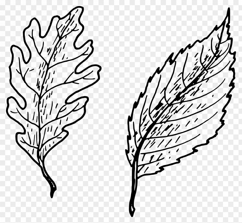 Hand Drawn Simple Plant Leaf Drawing Clip Art PNG