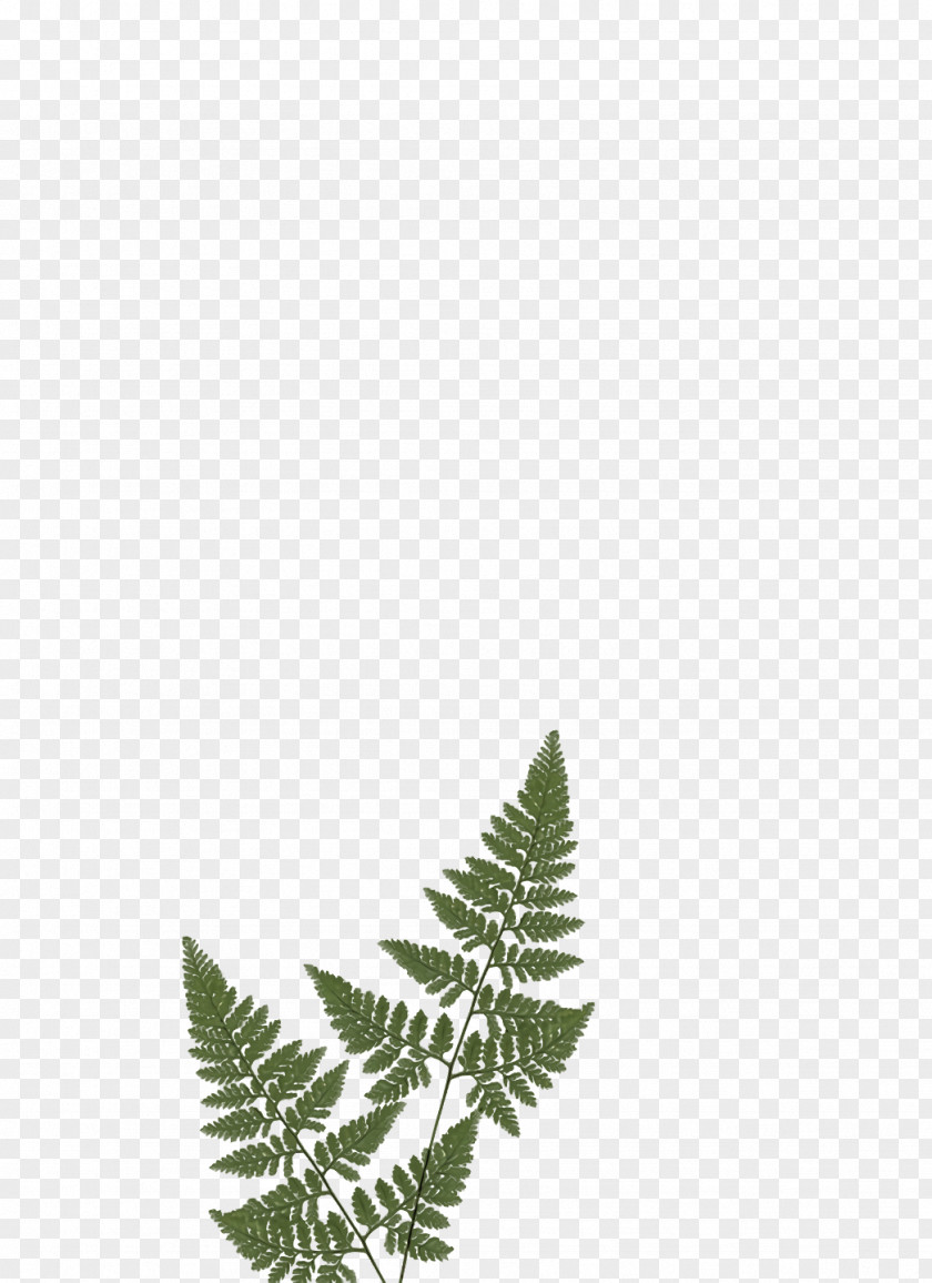 Leaf Twig Line Biology Science PNG