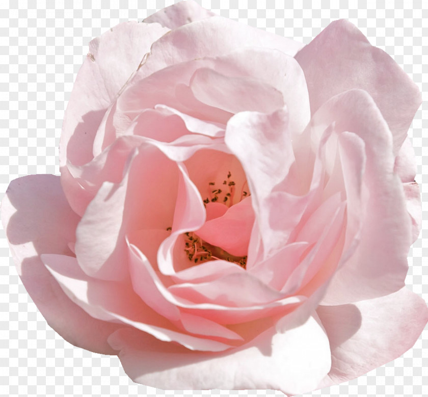 Peony Rose Pink Flowers Desktop Wallpaper Tulip PNG