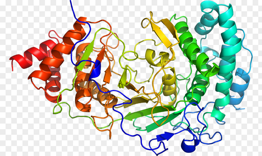 Poly Adpribose Polymerase Art Organism Clip PNG