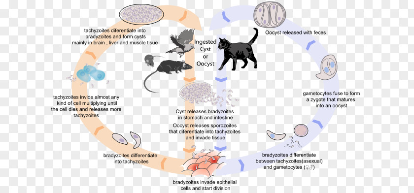 Tuberculosis Bacteria Toxoplasma Gondii Host Toxoplasmosis Biological Life Cycle Felidae PNG