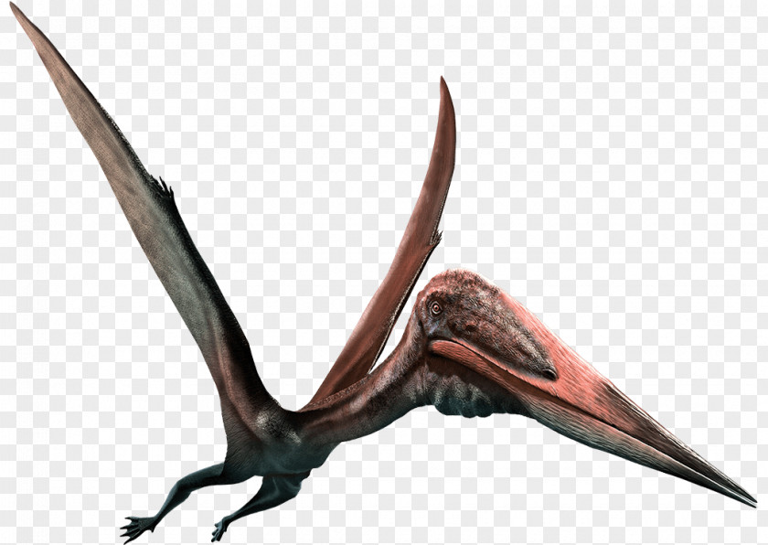 Dinosaur Zhejiangopterus Quetzalcoatlus Pterodactyls Pteranodon Pterosaurs PNG