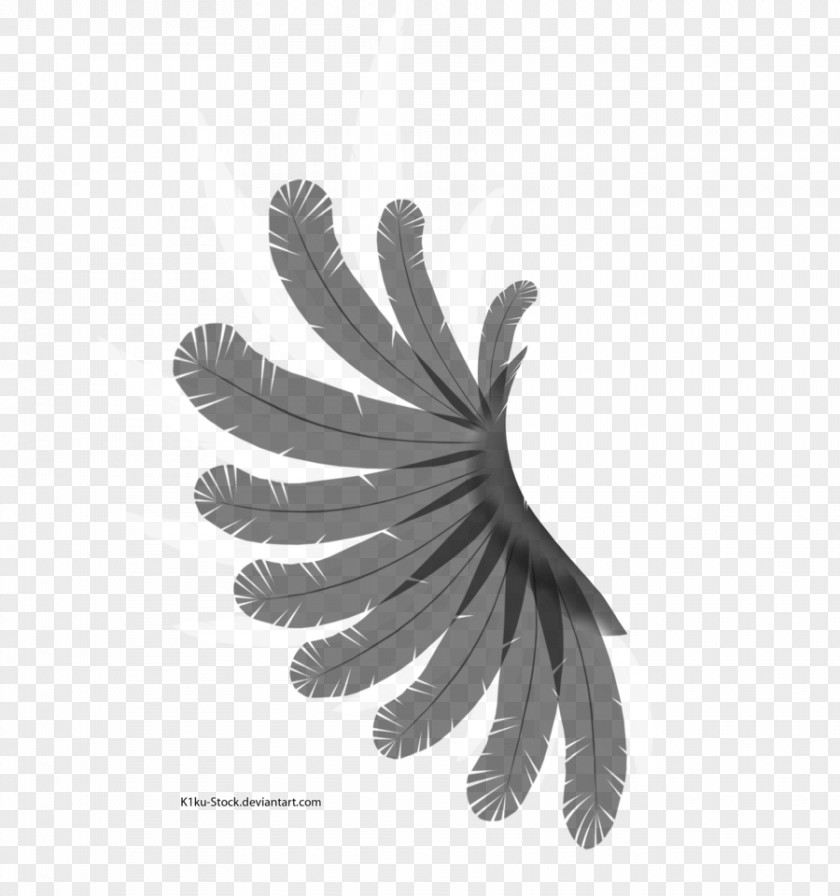 White Wings Wing Black And Feather Bird PNG