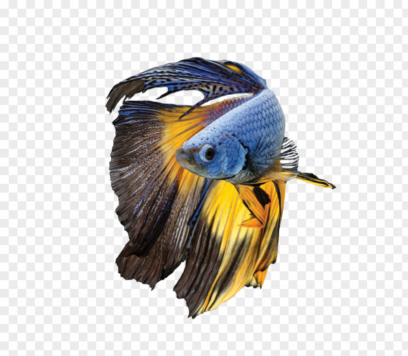 Betta Siamese Fighting Fish Parrot Bird Blue-and-yellow Macaw PNG