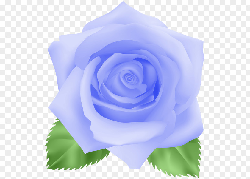 Blue Rose Flower Lavender Centifolia Roses Clip Art PNG